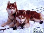Wallpaper do Filme Neve Pra Cachorro (Snow Dogs) n.02